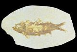 Fossil Fish (Knightia) - Green River Formation #126502-1